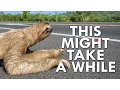 Why Are Sloths So Slow
