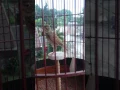 Bushlark SAMIN - Tembak
