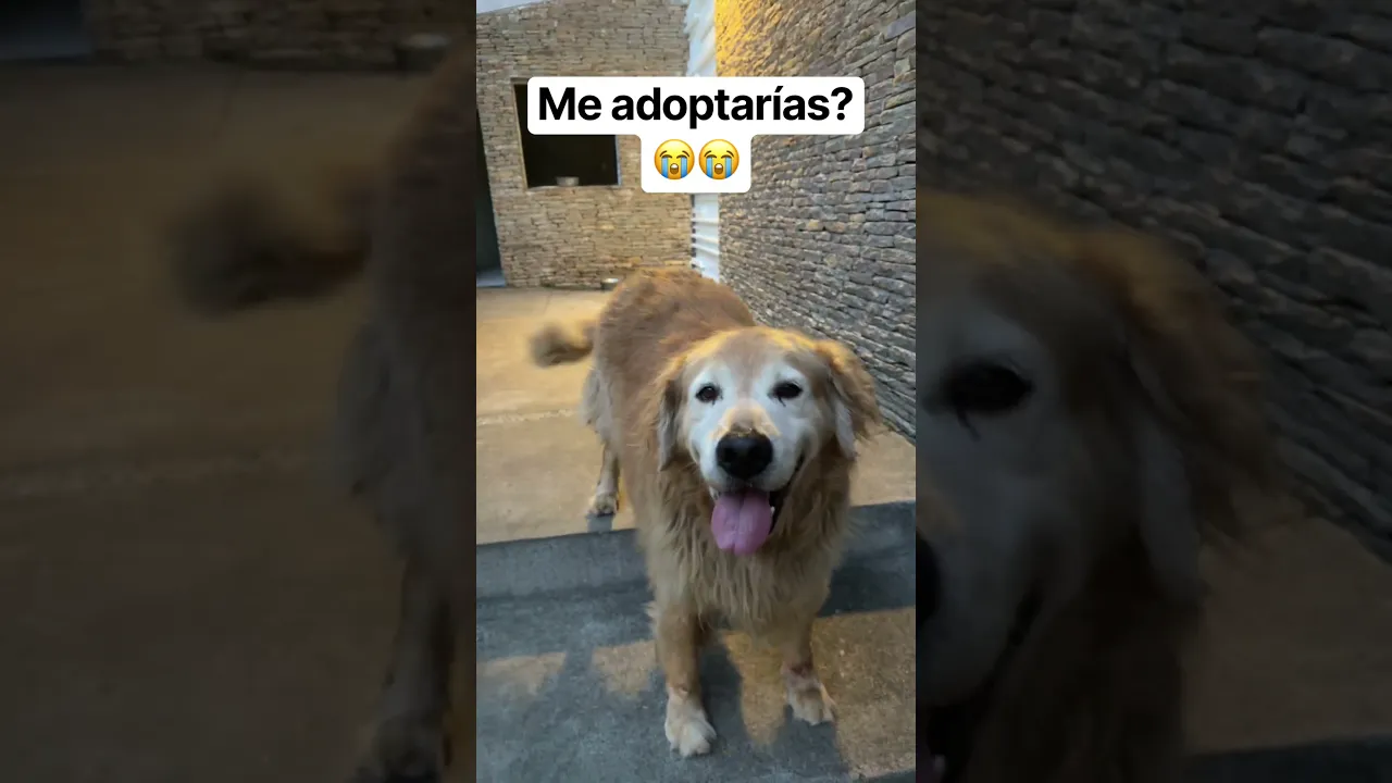 Me adoptarías 🐕🦮