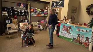 Adopt A Boxer Rescue celebrating 20 years