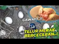 Download Lagu ANEH..!! PANEN TELOR MERAK,KOK ANAKNYA WARNA PUTIH..??