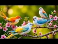 Download Lagu Most Colorful Birds In The World: Stunning Nature + Relaxing Birds Sounds for Calm Mind \u0026 Deep Sleep