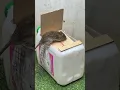 Download Lagu Best home mouse trap/mouse trap tips #mouse