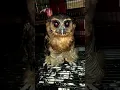 Download Lagu BURUNG HANTU SERAM MATANYA MERAH MENYALA