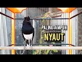 Download Lagu kacer gacor NGEPLONG tarung ini paling ampuh buat PANCINGAN KACER agar EMOSI NYAUT