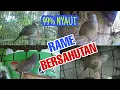 JAMINAN NYAUT‼️Suara panggilan burung perkutut lokal gacor rame bersahutan