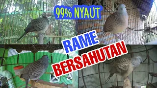 jaminan nyaut suara panggilan burung perkutut lokal gacor rame bersahutan