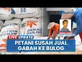 Download Lagu Petani Mengeluh Susah Jual Gabah ke Bulog, Tak Maksimal Menyerap Gabah: Harga Murah, Antre 3 Hari