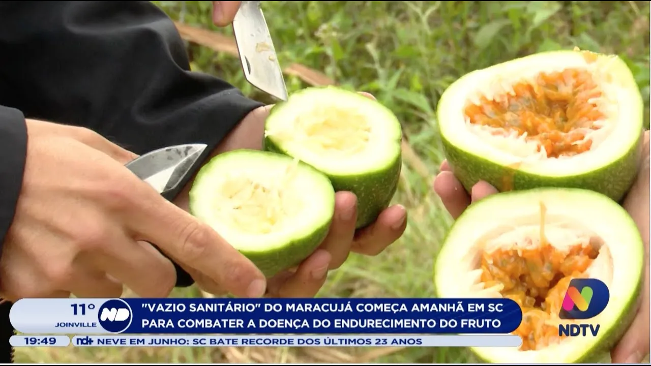 “Vazio sanitário” do maracujá começa amanhã em SC para combater a doença do endurecimento