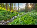 Download Lagu Prachtige ontspannende muziek 🍃 Geweldige helende muziek voor hart en bloedvaten