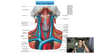 Sistema Venoso Cabeça e Pescoço