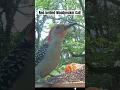 Download Lagu Red-bellied Woodpecker Call #woodpecker #call #birdsounds #wildlife