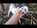 Download Lagu Nggak nyangka kambing nya udah branak lagi lurr
