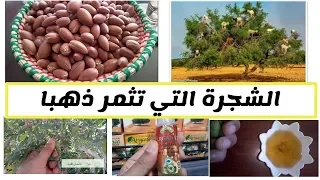 الشجرة التي تثمر ذهبا شجرة اركان التي توجد في المغرب فقط زيت الأركان للأكل و التجميل  الشجرة التي تثمر ذهبا شجرة اركان التي توجد في المغرب فقط زيت الأركان للأكل و التجميل