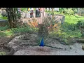Download Lagu Taman Burung TMII, Taman Mini Indonesia Indah, Jagat Satwa Nusantara