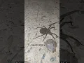 Don t Step On This Spider