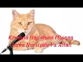 Download Lagu Sholawat Bayna Roja Wal Khaufi Qalbi | Kucing Bershalawat