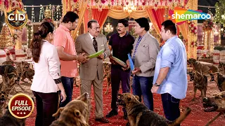 आदमखोर कुत्तों से भरे शादी के मंडप में पहुंची CID Team || CID | सी.आई.डी | Hindi Crime Show