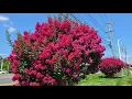 Crape Myrtle at a Wawa Gas Station