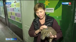 Малыша капибары перевели в отдельный вольер
