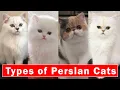Top 5 Stunning types of Persian Cats Persian cats breeds 2024