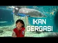Lagu KE AKUARIA TENGOK IKAN | MAKAN MALAM SEBELUM BALIK HOTEL