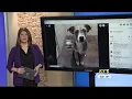Local animal adoption center facing supply shortages amid surge in animal intakes