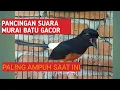 Download Lagu PANCINGAN SUARA MURAI BATU GACOR UNTUK MENDONGKRAK BIRAHI DAN EMOSI.