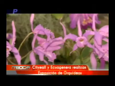 Citymall y Ecuagenera realizan exposición de orquídeas
