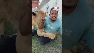 عامل صعيدي يثبت شجاعته أمام أسد مفترس قام بإطلاق سراحه صاحب مزرعة ليبي بهدف المزاح والتسلية 
