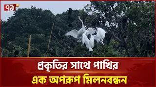 প্রকৃতির সাথে পাখির এক অপরূপ মিলনবন্ধন | Nature Scenery | Ekattor TV
