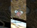Lagu love birds baby hatching 🐣 #bird #birds #lovebirds #birdtrend #birthday #reel #parrot #reelsvideo