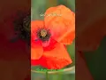 Download Lagu autulkursi Ayatul Kursi Full - Beautiful Recitationآيت الكرسي translation to Urdu ayat kursi
