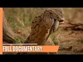 Download Lagu Australia’s Remarkable Reptiles - Lizards of Oz | Full Documentary