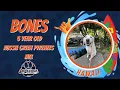 Bones 5 Year Old Aussie Great Pyrenees mix 2 Week Board Train Program