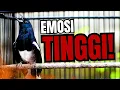 Download Lagu KACER EMOSI TINGGI, PANCINGAN AMPUH BIKIN LAWAN LANGSUNG ON