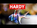 The Only Saltwater Fish That Won t Die on Beginners