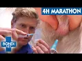4 Hours Of Bondi Vet Solving Mystery Animal Illnesses