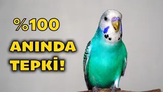 Muhabbet Kuşu Sesi – 10 Kuşun 9’u Tepki Verdi! Bu Ses Şaşırtıyor