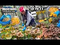 Download Lagu Ep.107 เก็บเห็ดสวีเดนป่าล้านวิว บนภูเขาสูง เห็ดสีเหลืองทอง เห็ดดำสีน้ำตาล สวยมาก