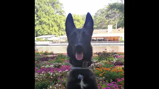 Dorin - Training with Mali is live!