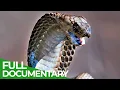 Spits \u0026 Stings | Animal Armory | Episode 5 | Free Documentary Nature