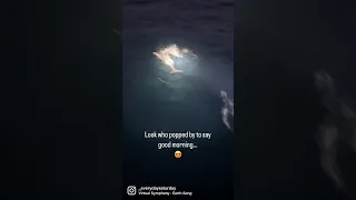 Who doesn’t love dolphins?! 🐬⛵️ #shorts