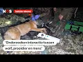 Lagu Eerste wolf in Nederland gezenderd