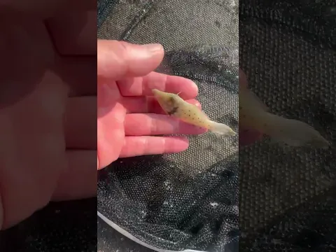 ゴミと一緒に浮かんでいたのはソウシハギ仔魚。ウマヅラハギに似ていますが、これは毒魚なので食べれません。