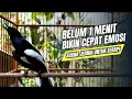 Lagu suara BURUNG kacer GACOR ngeplong KONSLET Tarung ini Paling Ampuh buat PANCINGAN KACER agar EMOSI