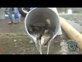 Fall Trout Stocking at Harveys Lake and Harveys Creek