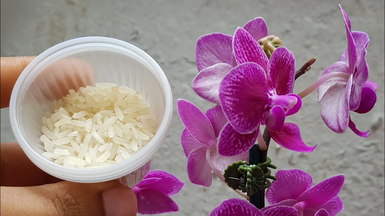 ARROZ NA ORQUÍDEA. VEJA O QUE ACONTECE!!!