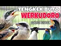 Download Lagu MASTERAN CENDET TENGKEK BUTO WERKUDORO FULL TEMBAKAN PANJANG MASTERAN CENDET AMPUH GAMPANG MASUK