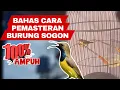 Download Lagu CARA PEMASTERAN BURUNG SOGON AGAR CEPAT MASUK 100% AMPUH